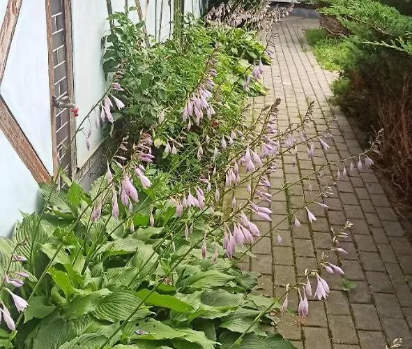 Stajnia Dorado Gościnne I Gospodarstwo agroturystyczne Leoncin